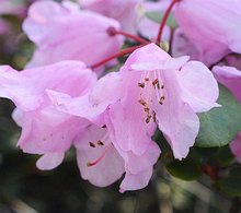 Rhododendron Pink Pebble