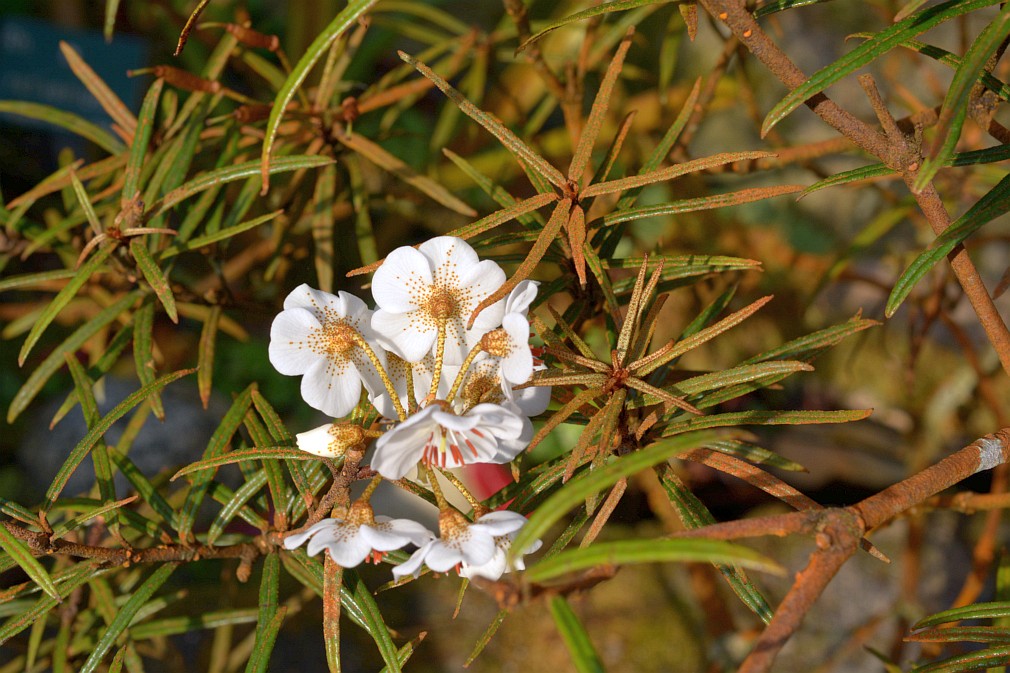 Rhododendron Himantodes 13