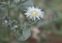 Mesembryanthemum crystallinum 3