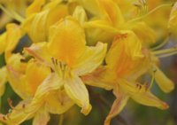 Rhododendron luteum 2