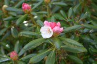 Rhododendron yakushimanum 1