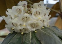 Rhododendron grande 3