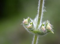 Salvia argentea 3