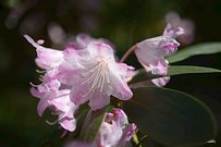 Rhododendron degronianum ssp. heptamerum 1