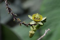 Passiflora coriacea 5