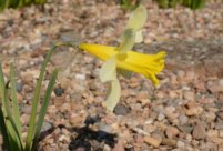 Narcissus pseudonarcissus 1
