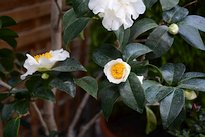 Camellia japonica 3