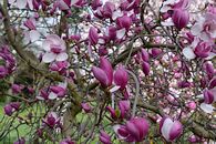 Magnolia x soulangeana 3