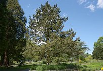 Pinus leucodermis 8