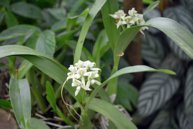 Prosthechea chacaoensis 2