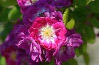 Rosa Perennial Blue 5