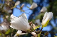 Magnolia loebneri 6