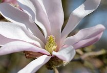 Magnolia x loebneri 9