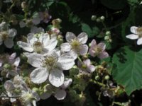 Rubus ulmifolius 9