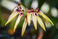 Bulbophyllum longiflorum 2
