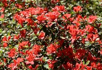 Rhododendron obtusum 8